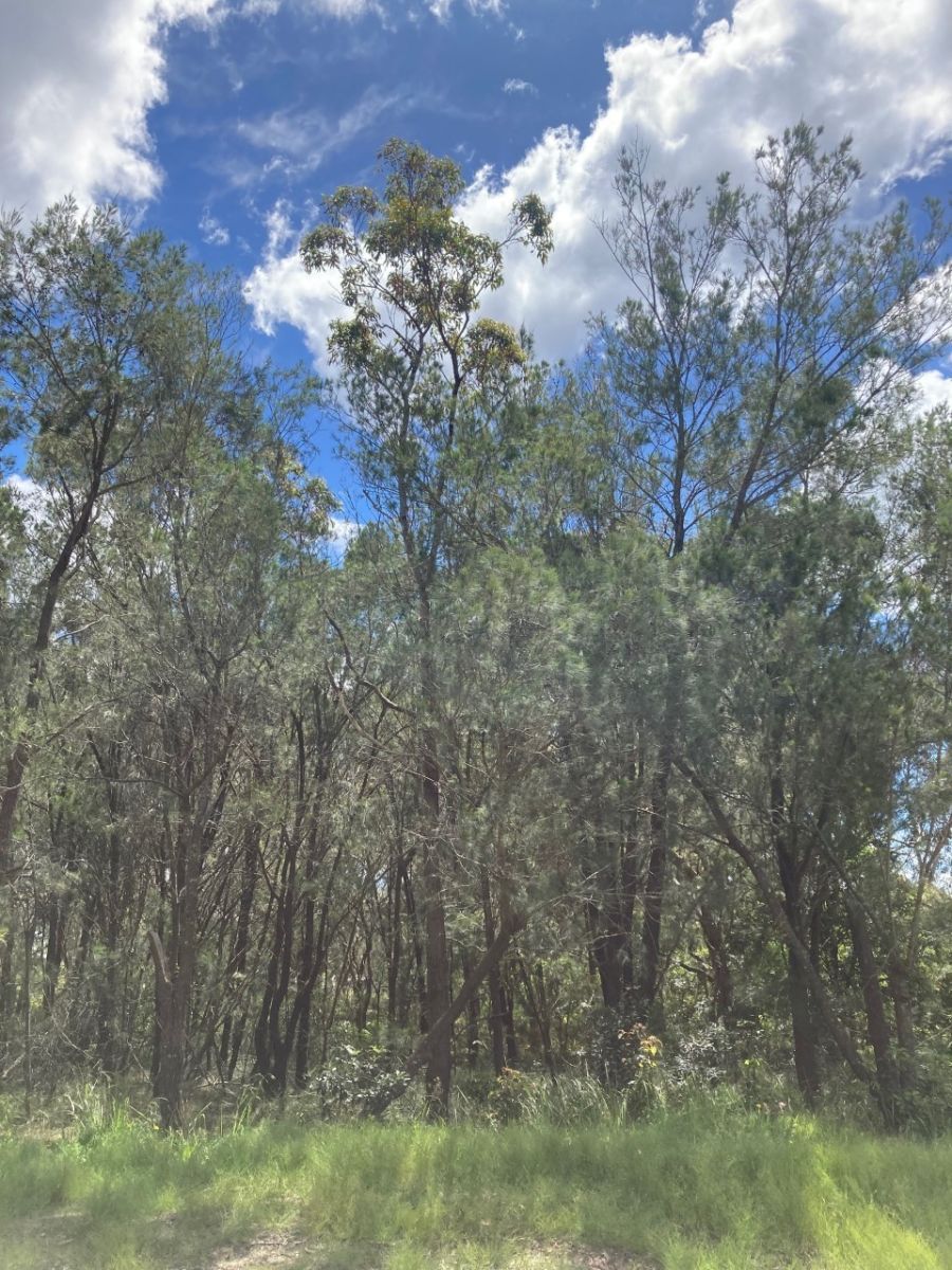 Wyee Land Vacant Block within Wyee Paper Subdivision Contact Agent