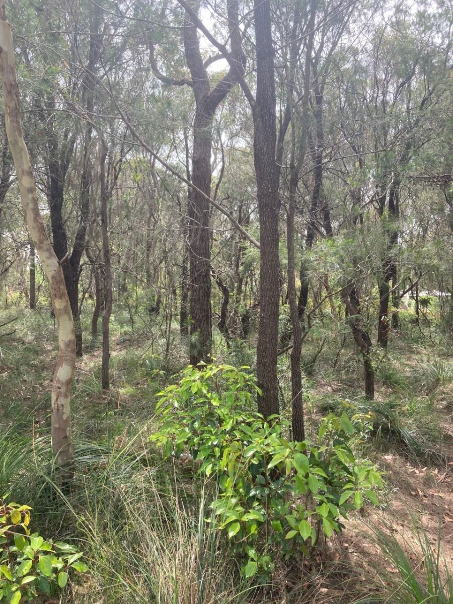 Wyee Land Vacant Block within Wyee Paper Subdivision Contact Agent